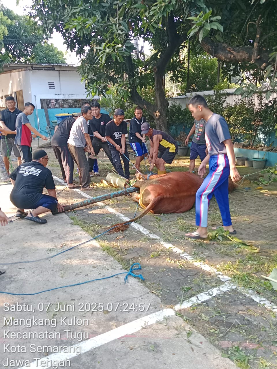 Proses Penyembelihan Hewan Kurban